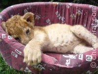 Lvi chovatele ze Slovenska