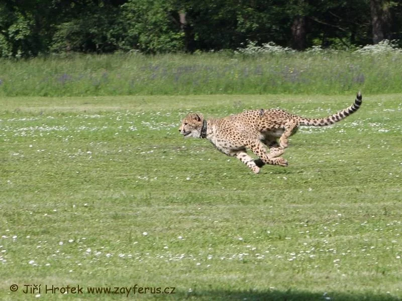 Gepard za běhu