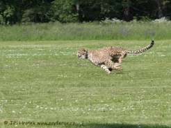 Gepard za běhu