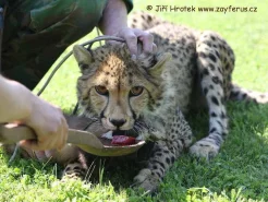 Gepard při krmení