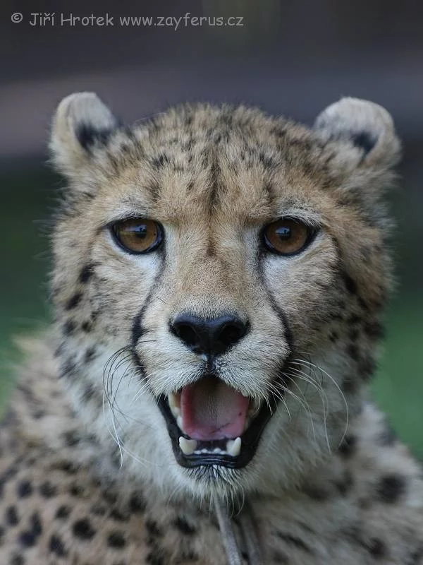 Portrét geparda