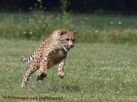 Vystoupení Zayferus