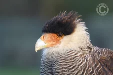 Vystoupení Zayferus