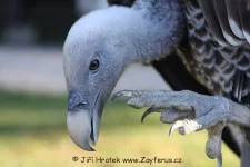 Vystoupení Zayferus