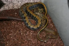 Elaphe taeniura taeniura