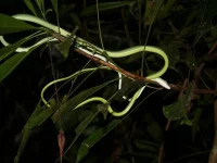 Foto z chovu-Michal Savruk