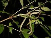 Foto z chovu-Michal Savruk