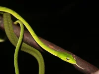 Foto z chovu-Michal Savruk