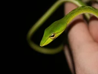 Foto z chovu-Michal Savruk