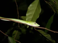 Foto z chovu-Michal Savruk