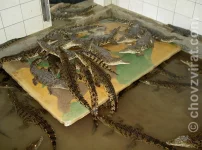 Farma krokodýlů - Velký Karlov