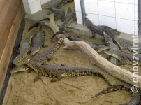 Farma krokodýlů - Velký Karlov