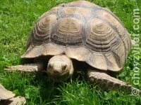 Geochelone sulcata