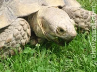 Geochelone sulcata