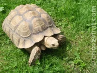 Geochelone sulcata