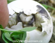 Mladé odchované želvy