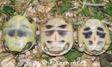 Mladé odchované želvy