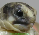 Mladé odchované želvy