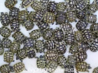 Mladé odchované želvy