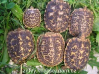 Mladé odchované želvy