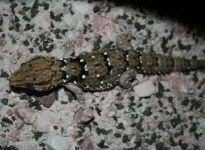 Pachydactylus bibronii