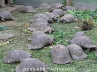 Testudo marginata