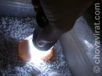 Želva stepní - inkubace