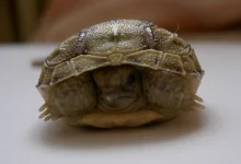 Želva stepní - odchov