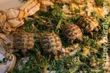 Želva stepní - odchov