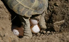 Želva stepní-při snášení