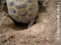Želva stepní-při snášení