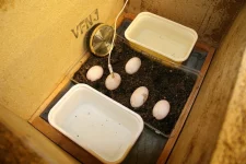 Želva stepní-při snášení