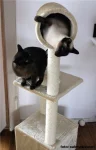 Hrající si kočky
