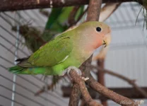 Chov Moniky Svobodové