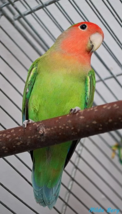 Chov Moniky Svobodové