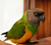 Chov Moniky Svobodové