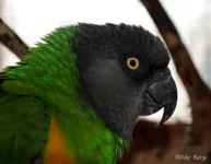 Chov Moniky Svobodové