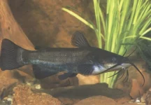 Různé druhy rybiček