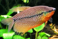 Různé druhy rybiček