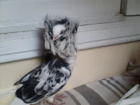 Různá plemena holubů