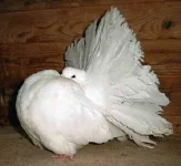 Různá plemena holubů