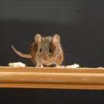Myši a rejsci