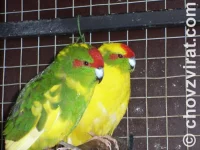 Chov: uživatel Jean