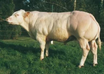 Skot