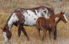 Různá plemena koní