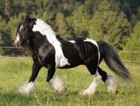 Různá plemena koní