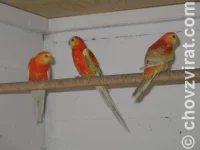 Chov: Honza Šanda - sejček