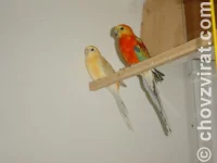 Chov: Honza Šanda - sejček