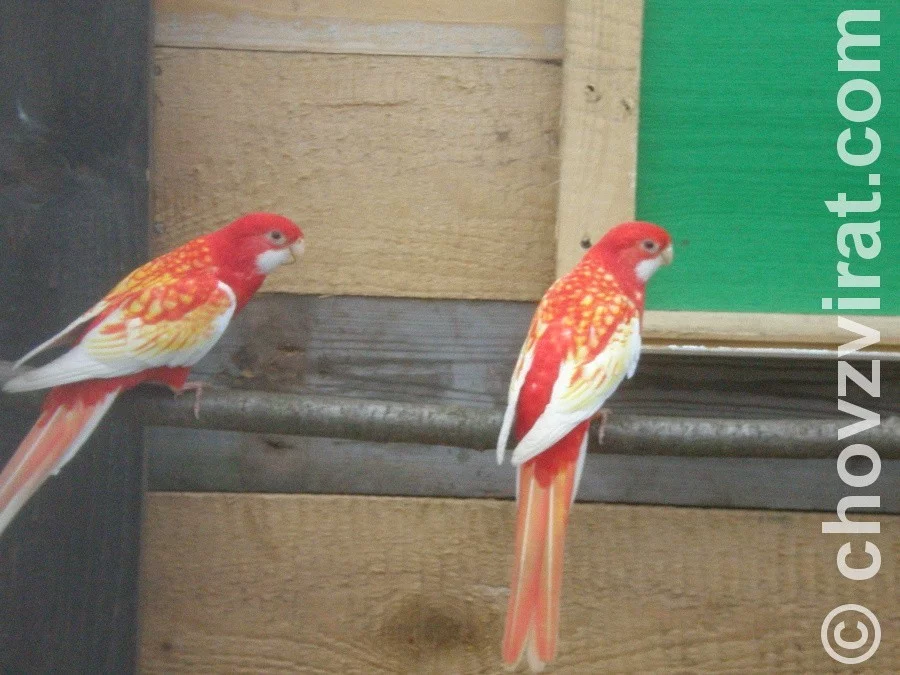 Chov: Honza Šanda - sejček