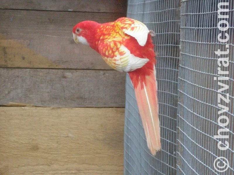 Chov: Honza Šanda - sejček